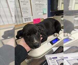 Labrottie Dogs for adoption in Conroe, TX, USA