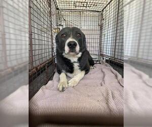 Border Collie Dogs for adoption in Hanford, CA, USA