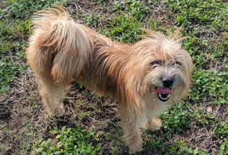 Unknown-Wheaten Terrier Mix Dogs for adoption in Commerce, GA, USA