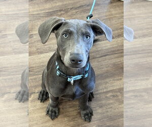 Labrador Retriever-Unknown Mix Dogs for adoption in Fort Worth, TX, USA