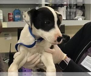 American Pit Bull Terrier Dogs for adoption in Riverside, CA, USA