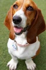 Basset Hound Dogs for adoption in San Diego, CA, USA