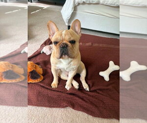 French Bulldog Dogs for adoption in Brights Grove, Ontario, Canada