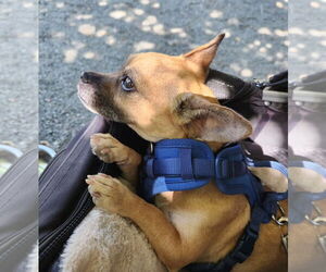 Chiweenie Dogs for adoption in San Francisco, CA, USA