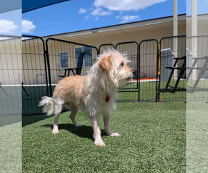 Mutt Dogs for adoption in Phoenix, AZ, USA