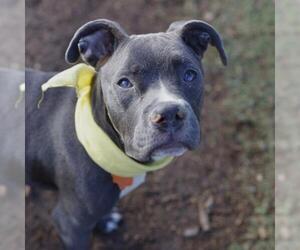 American Staffordshire Terrier-Unknown Mix Dogs for adoption in San Antonio, TX, USA