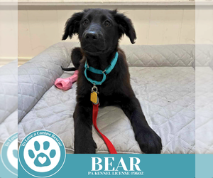 Labrador Retriever-Unknown Mix Dogs for adoption in Kimberton, PA, USA