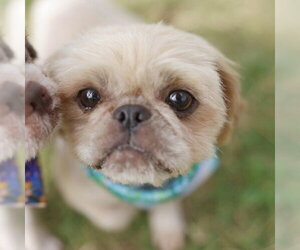Shih Tzu-Unknown Mix Dogs for adoption in San Antonio, TX, USA