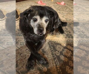 Chug Dogs for adoption in Chandler, AZ, USA