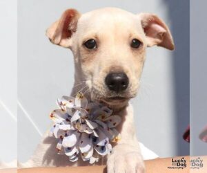 Chihuahua-Unknown Mix Dogs for adoption in Washington, DC, USA