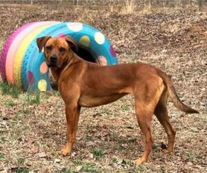Black Mouth Cur-Unknown Mix Dogs for adoption in Greenville, SC, USA
