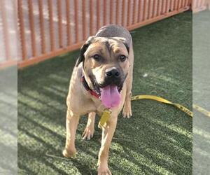Mastiff-Unknown Mix Dogs for adoption in Las Vegas, NV, USA