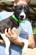 Small Alaskan Husky Mix