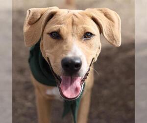 Labrador Retriever-Unknown Mix Dogs for adoption in San Antonio, TX, USA