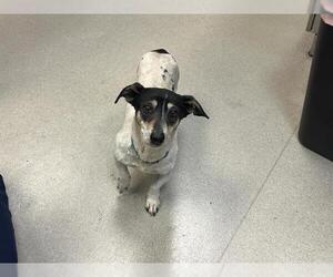 Dachshund-Unknown Mix Dogs for adoption in Pasadena, CA, USA