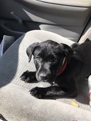 Labrador Retriever Dogs for adoption in Lake Jackson, TX, USA