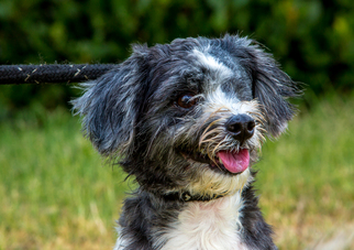 Shih Tzu Dogs for adoption in El Cajon, CA, USA