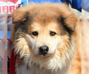 Medium Photo #1 Chow Chow-Golden Retriever Mix Puppy For Sale in Huntley, IL, USA