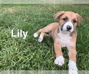 American Pit Bull Terrier-Unknown Mix Dogs for adoption in Rancho Cucamonga, CA, USA