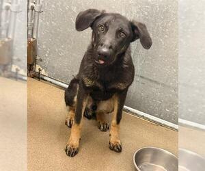 Doberman Pinscher-German Shepherd Dog Mix Dogs for adoption in HESPERIA, CA, USA
