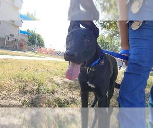 Labrador Retriever Dogs for adoption in Corpus Christi, TX, USA
