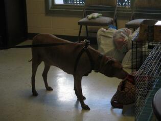 Staffordshire Bull Terrier Dogs for adoption in Waterford, VA, USA