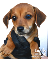 Dachshund Dogs for adoption in Washington, DC, USA