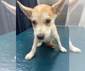 Finnish Spitz-Unknown Mix Dogs for adoption in Mobile, AL, USA