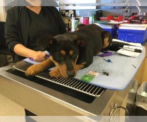 Rottweiler-Unknown Mix Dogs for adoption in Riverside, CA, USA