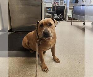 Mutt Dogs for adoption in Camarillo, CA, USA