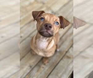 Chihuahua-Unknown Mix Dogs for adoption in Bellevue, WA, USA