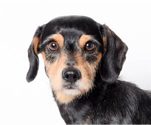 Dachshund Dogs for adoption in West Hollywood, CA, USA