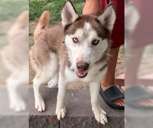 - Mix Dogs for adoption in Williamsburg, IA, USA