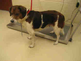 Beagle-Unknown Mix Dogs for adoption in Center Township, PA, USA