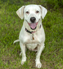 Labbe Dogs for adoption in Santa Fe, TX, USA