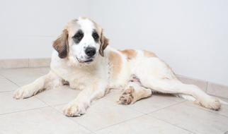 Saint Bernard Dogs for adoption in Eden Prairie, MN, USA