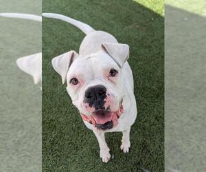 Boxer Dogs for adoption in Downey, CA, USA