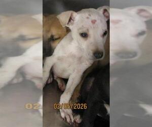 Mutt Dogs for adoption in Oklahoma City, OK, USA