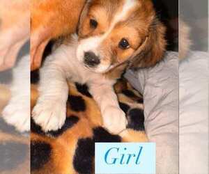 Golden Labrador Dogs for adoption in Brewster, NY, USA