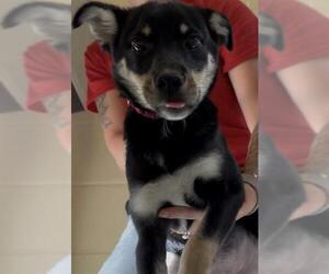 German Shepherd Dog-Unknown Mix Dogs for adoption in Brewster, MA, USA