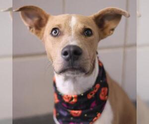 Labrador Retriever-Unknown Mix Dogs for adoption in San Antonio, TX, USA