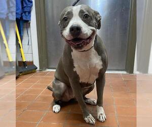 American Staffordshire Terrier Dogs for adoption in Camarillo, CA, USA