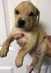 Bogle Dogs for adoption in Danbury, CT, USA