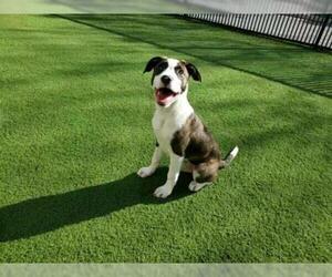 American Pit Bull Terrier Dogs for adoption in Santa Clara, CA, USA
