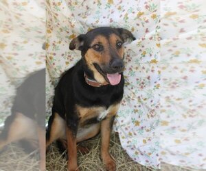 Labrador Retriever-Unknown Mix Dogs for adoption in Brewster, NY, USA