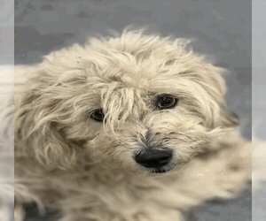 Poodle (Standard)-Unknown Mix Dogs for adoption in Andover, MN, USA