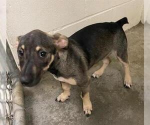 Doxie-Pin Dogs for adoption in Rosenberg, TX, USA