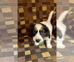 Doxle Dogs for adoption in Royal Palm Beach, FL, USA