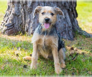 Mutt Dogs for adoption in Brooklyn Center, MN, USA