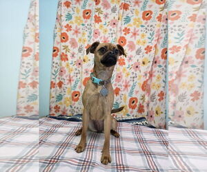 Pug-Unknown Mix Dogs for adoption in Chico, CA, USA
